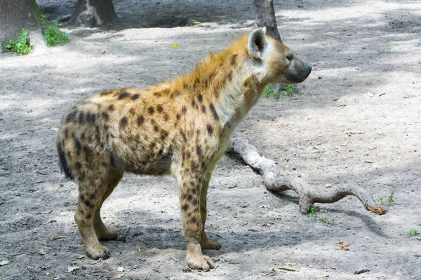 Skvrnitá Hyena Její Vědecké Jméno Crocuta Crocuta — Stock fotografie
