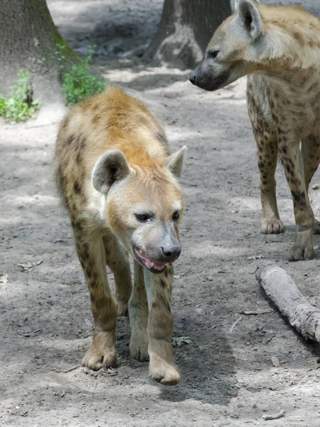 Spotted Hyena Its Scientific Name Crocuta Crocuta — Stock Photo, Image