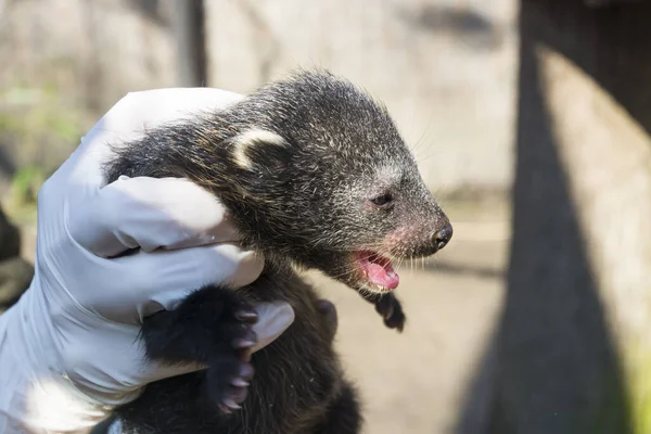 Binturong Baby Zijn Wetenschappelijke Naam Arctictis Binturong — Stockfoto