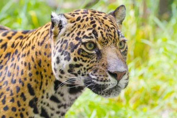 Gespot Jaguar Zijn Wetenschappelijke Naam Panthera Onca — Stockfoto