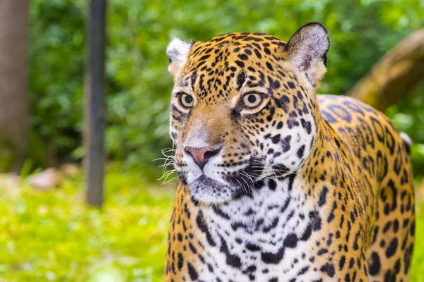 Zauważony Jaguar Jego Naukowe Imię Panthera Onca — Zdjęcie stockowe