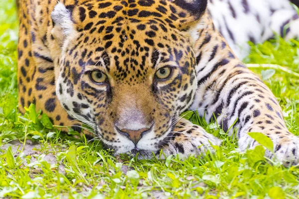 Spotted Jaguar Its Scientific Name Panthera Onca — Stock Photo, Image