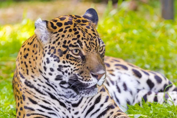 Zauważony Jaguar Jego Naukowe Imię Panthera Onca — Zdjęcie stockowe
