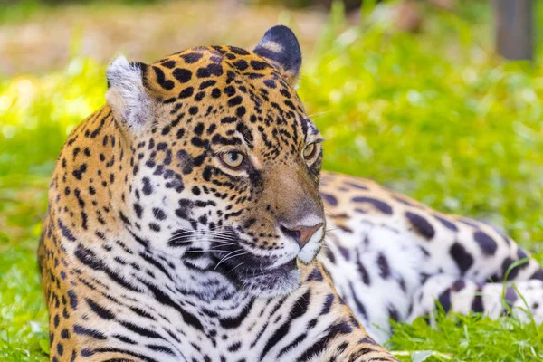 Jaguar Manchado Seu Nome Científico Panthera Onca — Fotografia de Stock