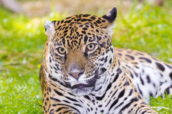 Gefleckter Jaguar Sein Wissenschaftlicher Name Ist Panthera Onca — Stockfoto