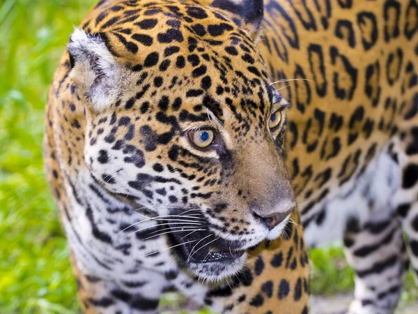 Jaguar Manchado Seu Nome Científico Panthera Onca — Fotografia de Stock