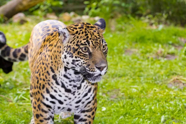 Giaguaro Maculato Suo Nome Scientifico Panthera Onca — Foto Stock