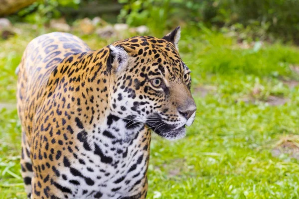 Пятнистый Ягуар Научное Название Panthera Onca — стоковое фото