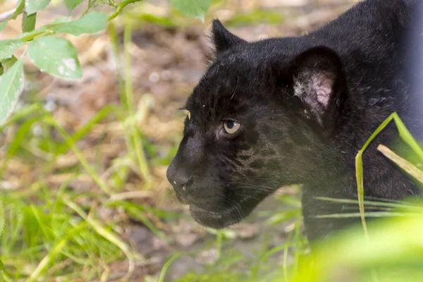 Junger Schwarzer Jaguar Sein Wissenschaftlicher Name Ist Panthera Onca — Stockfoto