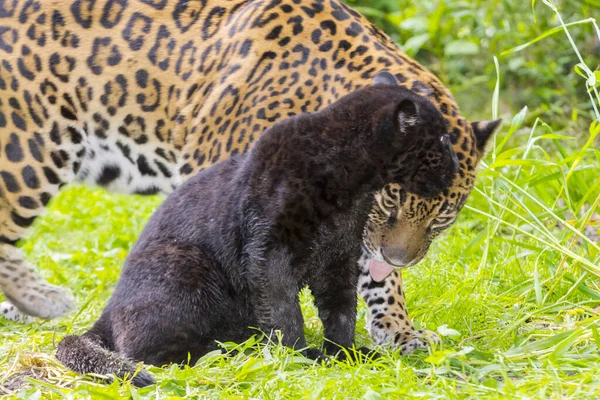 Jong zwart jaguar welp in het groen met moeder — Stockfoto