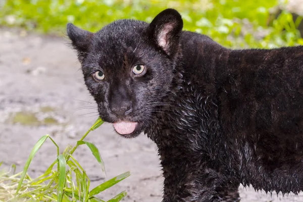 Young black jaguar cub in the green