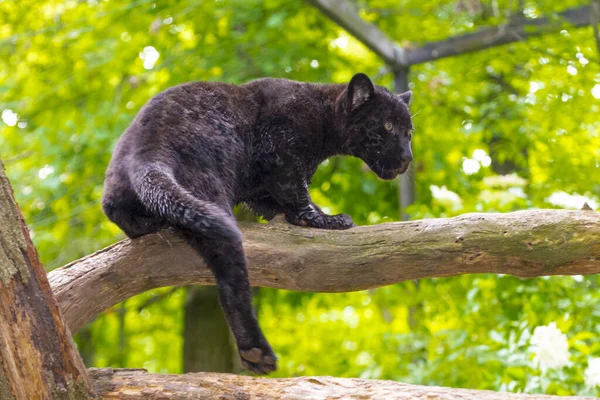 Tineri pui jaguar negru în the verde — Fotografie, imagine de stoc