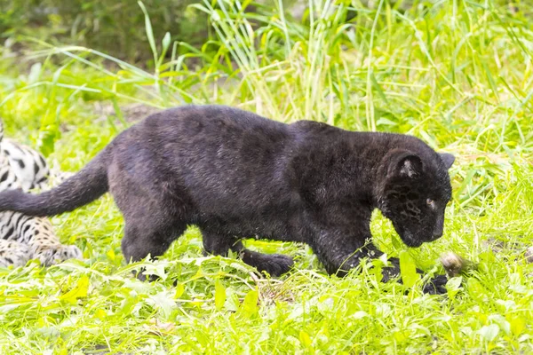 Young black jaguar cub in the green — Stock Photo, Image