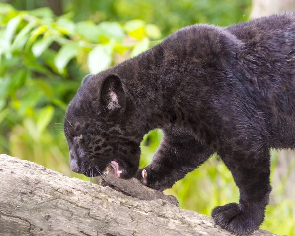 Jovem preto jaguar filhote é jogar com um ramo — Fotografia de Stock