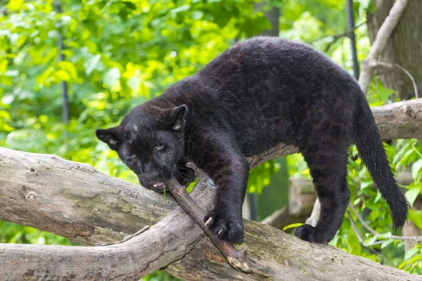 Young black jaguar cub is playing with a branch — Stock Photo, Image