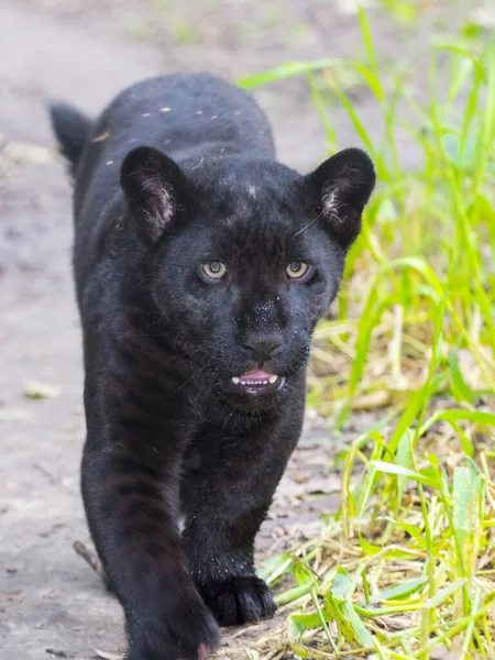 Młody czarny jaguar młody w zielony — Zdjęcie stockowe