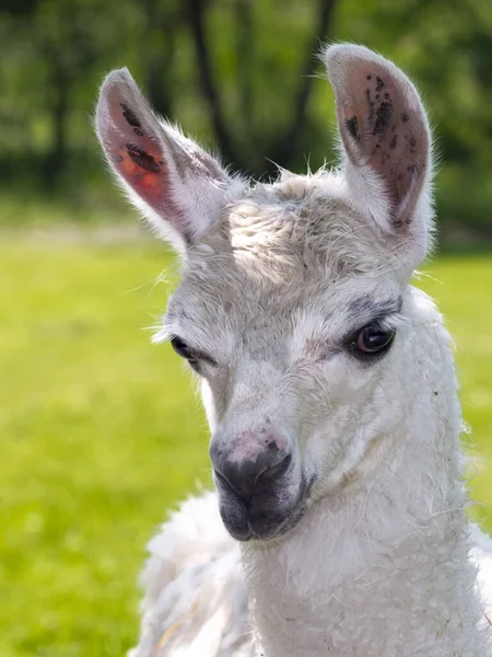 Porträtt av ett ungt vitt lamaföl — Stockfoto