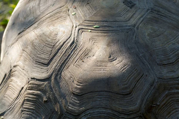 Concha de una vieja tortuga gigante africana — Foto de Stock