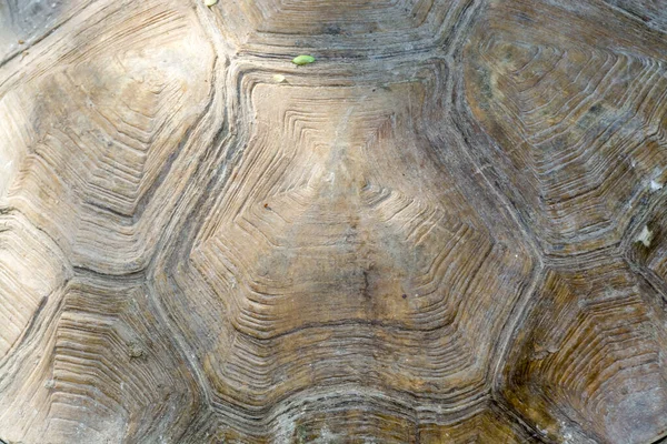 Shell de uma velha tartaruga gigante africana — Fotografia de Stock
