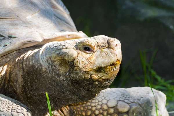 Porträtt av en gammal afrikansk jättesköldpadda — Stockfoto
