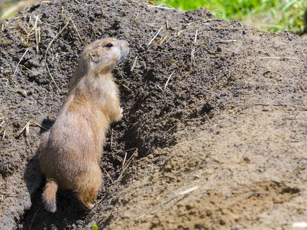 Zwarte prairiehond kijkt naar het gat. — Stockfoto