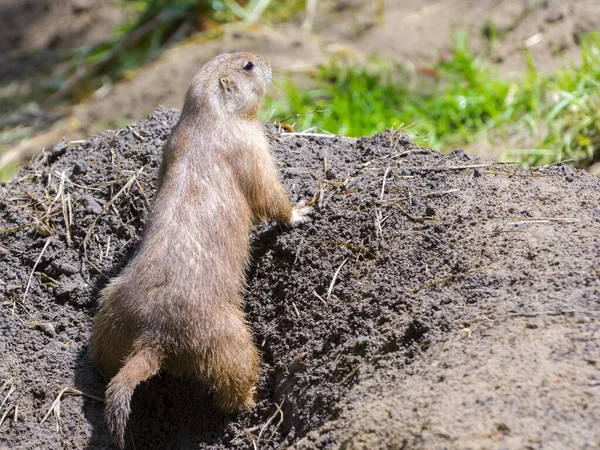 Zwarte prairiehond kijkt naar het gat. — Stockfoto