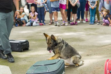 SZEGED, HUNGARY - Haziran 07. 2016 - Macaristan Ulusal Vergi ve Gümrük İdaresinin (NAV) Szeged Zoo 'daki Sniffer köpek sunumu