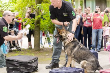SZEGED, HUNGARY - Haziran 07. 2016 - Macaristan Ulusal Vergi ve Gümrük İdaresinin (NAV) Szeged Zoo 'daki Sniffer köpek sunumu