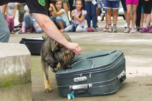 Szeged Hongrie Juin 2016 Présentation Chien Renifleur Administration Fiscale Douanière — Photo