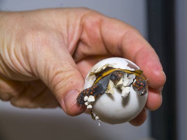 Kızıl ayaklı kaplumbağa bebek. Bilimsel adı Chelonoidis Carbonarius.