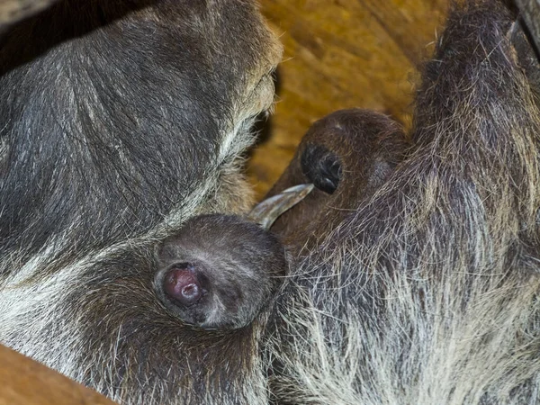 Bebê Preguiça Dois Dedos Seu Nome Científico Choloepus Didactylus — Fotografia de Stock