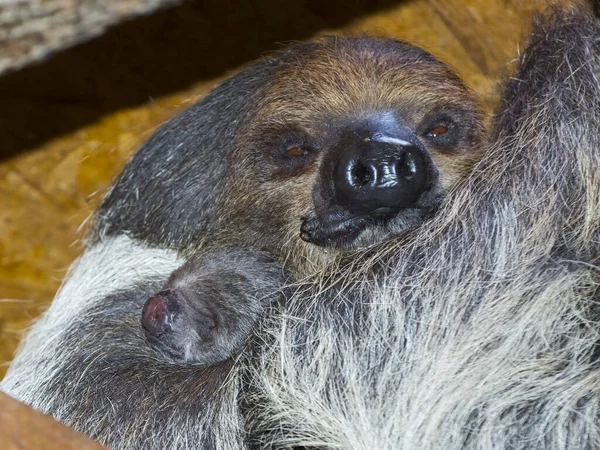 Zweizahn Faultier Baby Wissenschaftlicher Name Choloepus Didactylus — Stockfoto