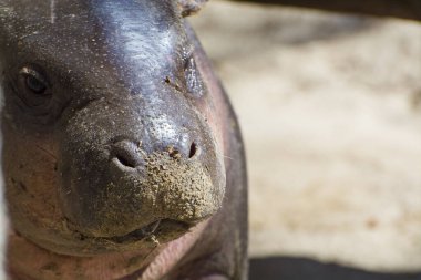 Pigme su aygırı, bilimsel adı Choeropsis liberiensis 'dir.