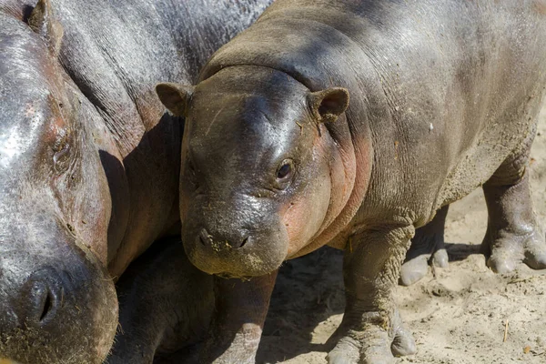 Hippopotame Pygmée Son Nom Scientifique Est Choeropsis Liberiensis — Photo