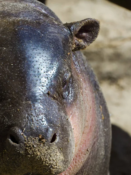 Pygmy Hippopotamus Seu Nome Científico Choeropsis Liberiensis — Fotografia de Stock