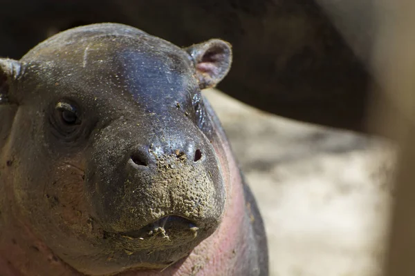 Hipopotam Pigmejski Jego Naukowa Nazwa Choeropsis Liberiensis — Zdjęcie stockowe