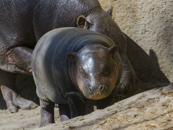 Pygmee Hippopotamus Zijn Wetenschappelijke Naam Choeropsis Liberiensis — Stockfoto