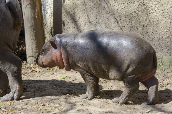 Hippopotame Pygmée Son Nom Scientifique Est Choeropsis Liberiensis — Photo
