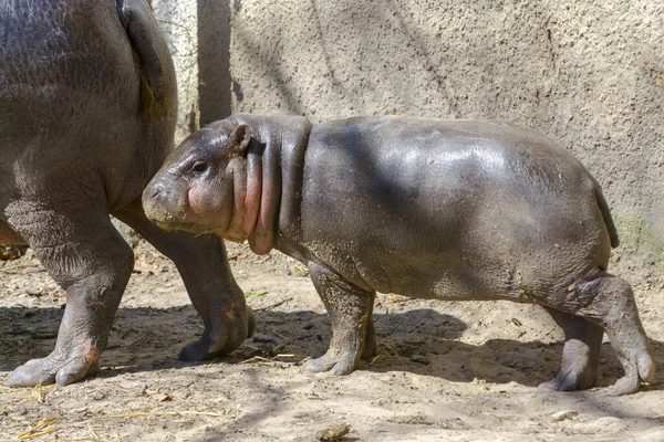 Pygmy Hippopotamus Seu Nome Científico Choeropsis Liberiensis — Fotografia de Stock