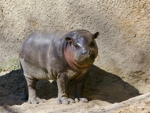 Pygmy Hippopotamus Its Scientific Name Choeropsis Liberiensis — Stock Photo, Image