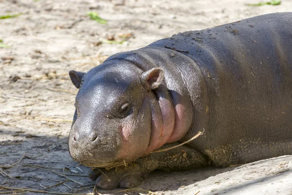 Pygmy Hippopotamus Seu Nome Científico Choeropsis Liberiensis — Fotografia de Stock