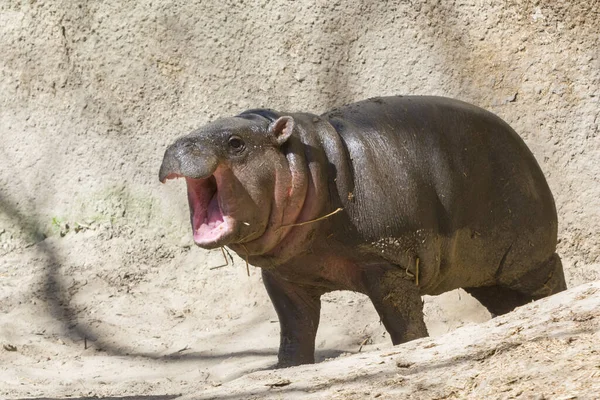 Pygmy Hippopotamus Seu Nome Científico Choeropsis Liberiensis — Fotografia de Stock