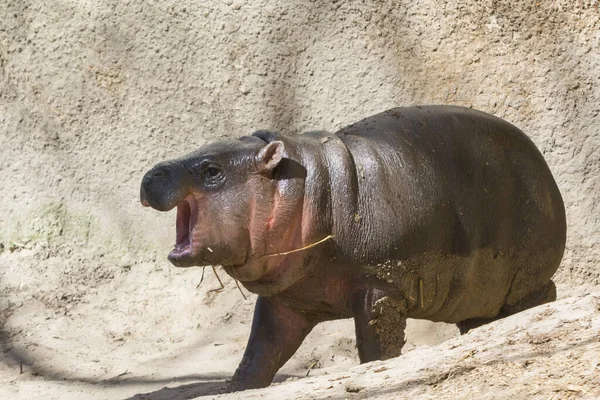 Pygmee Hippopotamus Zijn Wetenschappelijke Naam Choeropsis Liberiensis — Stockfoto