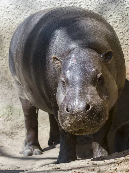 Pygmee Hippopotamus Zijn Wetenschappelijke Naam Choeropsis Liberiensis — Stockfoto