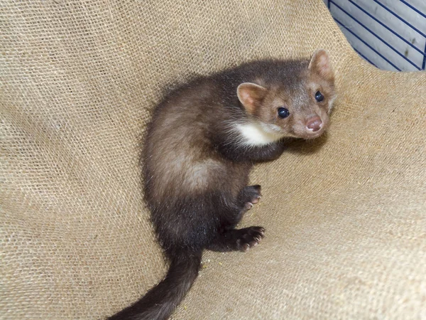 Beuken Marter Zijn Wetenschappelijke Naam Martes Foina — Stockfoto