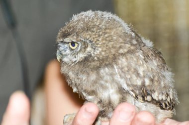 Küçük baykuş, bilimsel adı Athene Noctua.