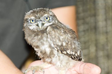 Küçük baykuş, bilimsel adı Athene Noctua.
