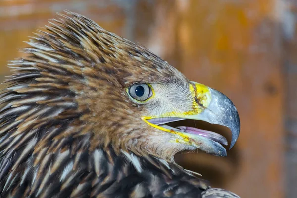 Aigle Impérial Oriental Son Nom Scientifique Est Aquila Heliaca — Photo