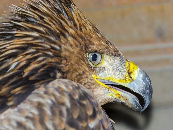 Águila Imperial Oriental Nombre Científico Aquila Heliaca — Foto de Stock