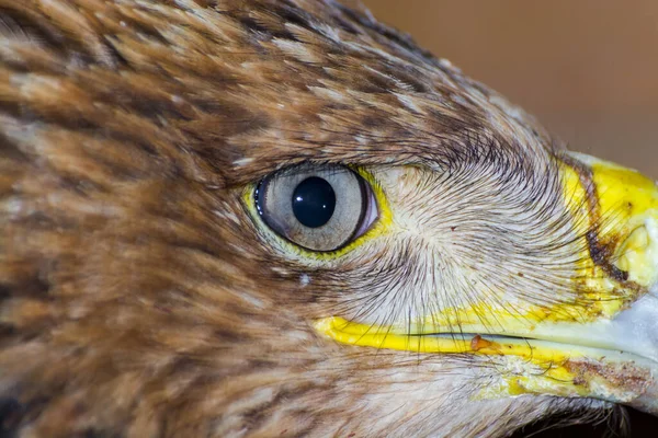 東帝ワシ 学名はAquila Heliacaです — ストック写真